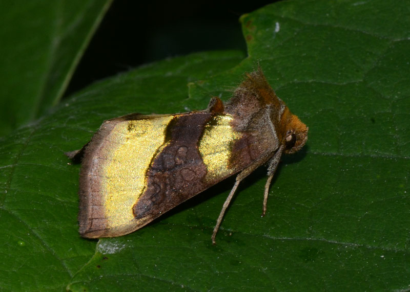 Noctuidae Diachrysia chrysitis